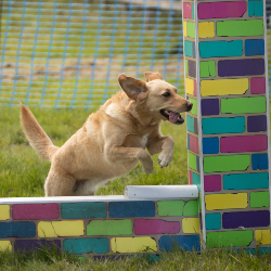 Country Dog Show